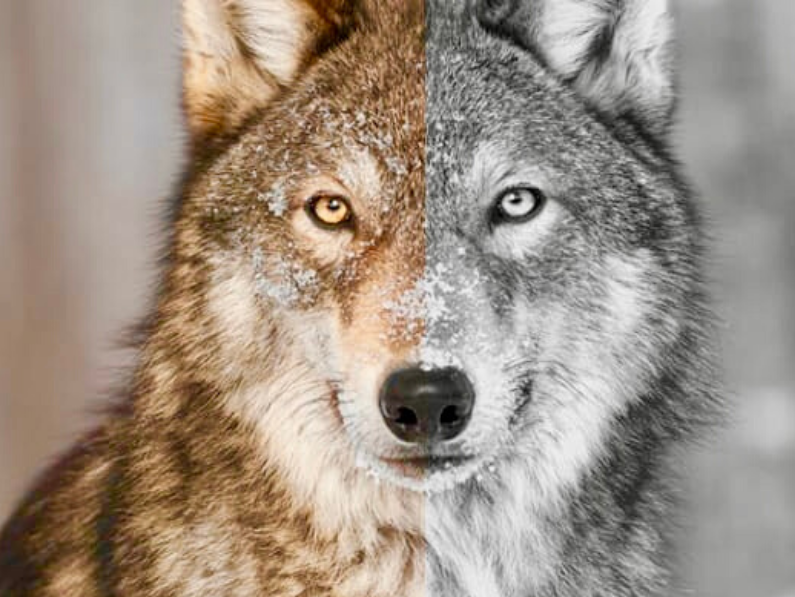Wir alle haben zwei Wlfe in uns. Welchen Wolf ftterst Du?